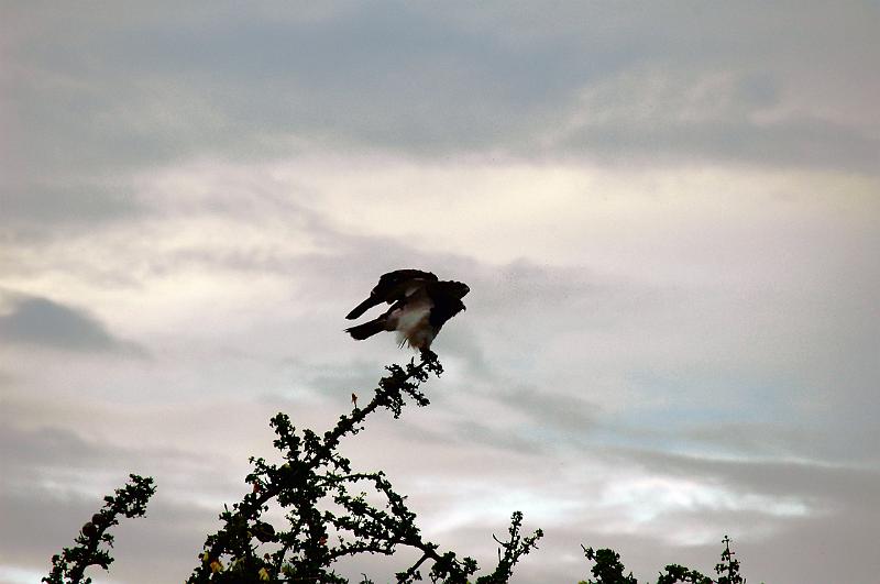 bird in flight.JPG